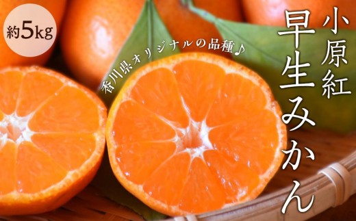
                  小原紅早生みかん 約5kg（約30～60個）
                