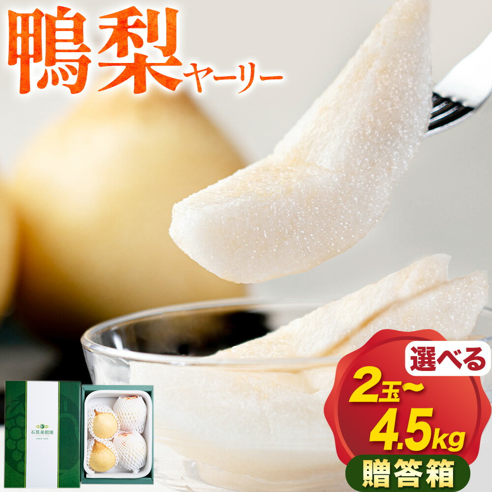 【ふるさと納税】【先行予約】梨 なし 鴨梨 ヤーリー 贈答箱 選べる内容量 石原果樹園 《11月中旬-12月下旬頃より発送予定》岡山県 浅口市 果物 フルーツ お取り寄せ お取り寄せフルーツ 送料無料