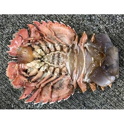 ふるさと納税 八幡浜市 竹中水産の珍重される海老「うちわ海老」2キログラム前後!【H22-253】 |  | 01