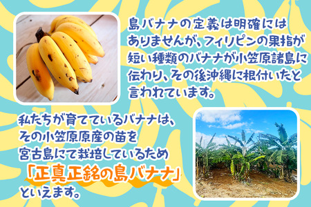 JH008　宮古島産バナナ3㎏【（株）フラモン】