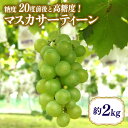 【ふるさと納税】【数量限定・期間限定】 マスカサーティーン 約2kg マスカット ブドウ ぶどう 葡萄 皮ごと食べられる ジューシー 果物 フルーツ くだもの 白ぶどう 【9月1日〜9月末順次発送予定】 54-C