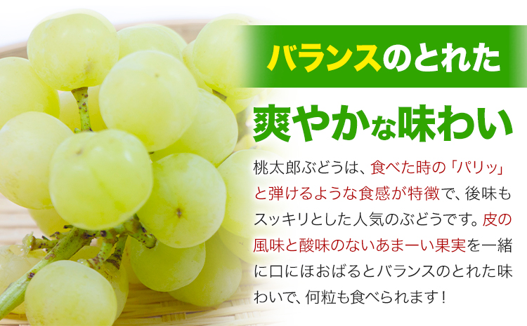 【2025年先行予約】岡山県産 桃太郎ぶどう1房 約500g《2025年9月上旬‐10月中旬頃出荷》晴れの国 おかやま館(フルーツランド岡山) 岡山県 浅口市 フルーツ 果物 青果 旬 葡萄 ぶどう【