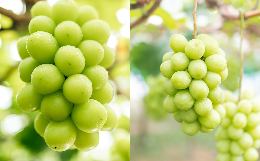 【2回定期便】岡山白桃（清水白桃orおかやま夢白桃）4～6玉（1.2kg以上） &シャインマスカット 2房（1kg以上）