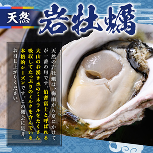 ＜平日着＞＜先行予約受付中！6月中旬～7月上旬頃順次配送＞今が旬！天然岩牡蠣(5～6個)国産 地魚 魚介 海鮮 かき 牡蠣 水 ミネラル 海の幸 冷蔵【sm-AA012-A】【いたくら】