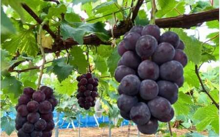 2026年先行予約【ご贈答用】 ニューピオーネ 3房～４房入り （2kg前後 化粧箱入） Lino＆Kai Farm  ぶどう 岡山 真庭市 ピオーネ ギフト 【linokai006-02】