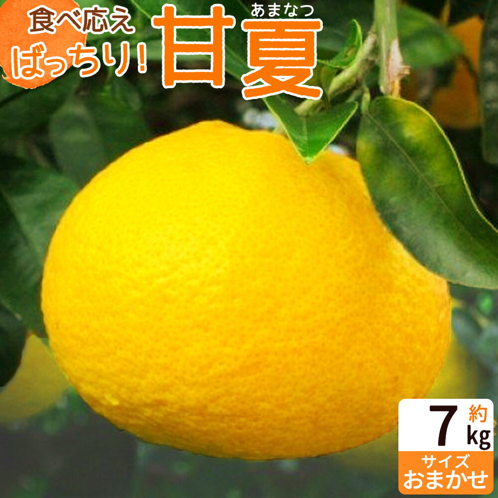 【ふるさと納税】【2026年先行予約】【限定】 食べ応えばっちり！ 甘夏 7kg