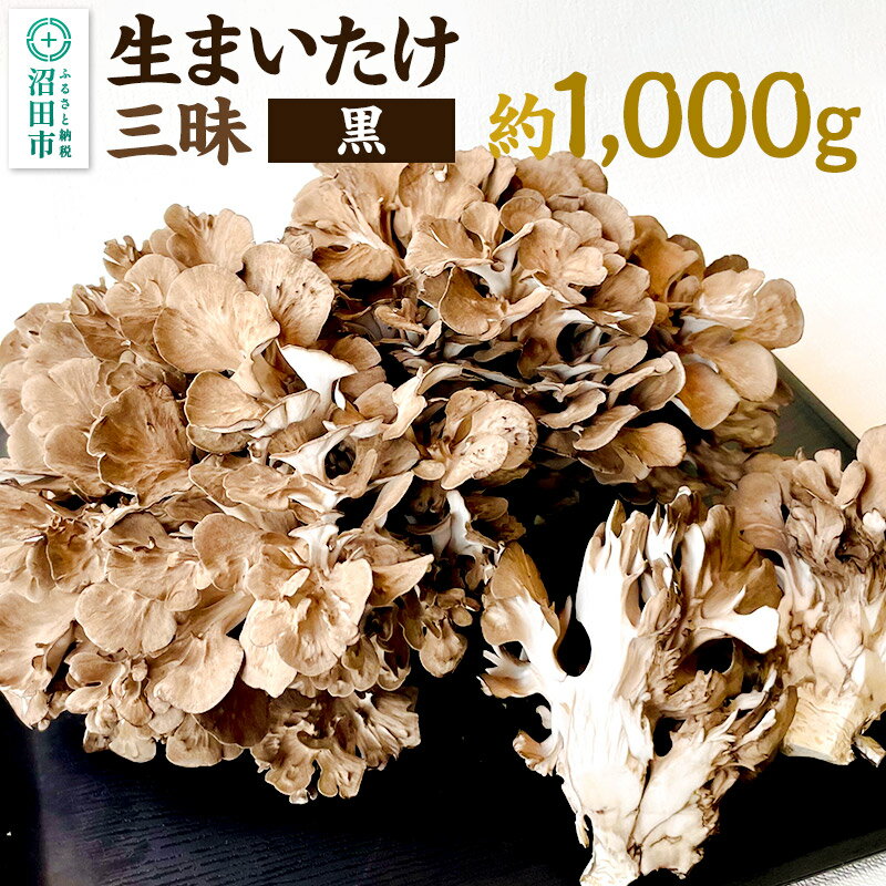 【ふるさと納税】生まいたけ三昧（黒）約1000g おいがみ舞茸園 [舞茸 まいたけ マイタケ]