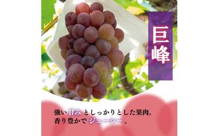巨峰 約1kg 贈答 ギフト ぶどう ぶどう 巨峰 ぶどう 三木ぶどう園