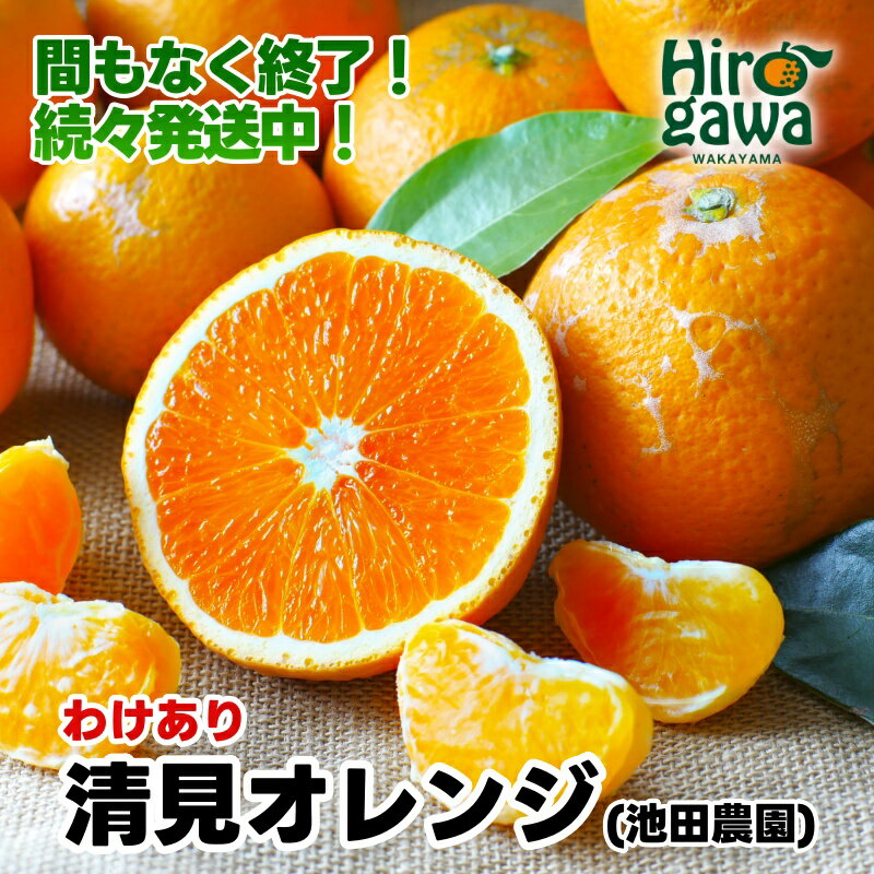 家庭用清見オレンジ【光センサー食頃出荷】【樹上完熟きよみオレンジ・清見タンゴール・清美】【わけあり・訳あり】 ※2024年2月上旬〜4月上旬頃に順次発送予定 ※北海道・沖縄・離島への配送不可 //dekopon