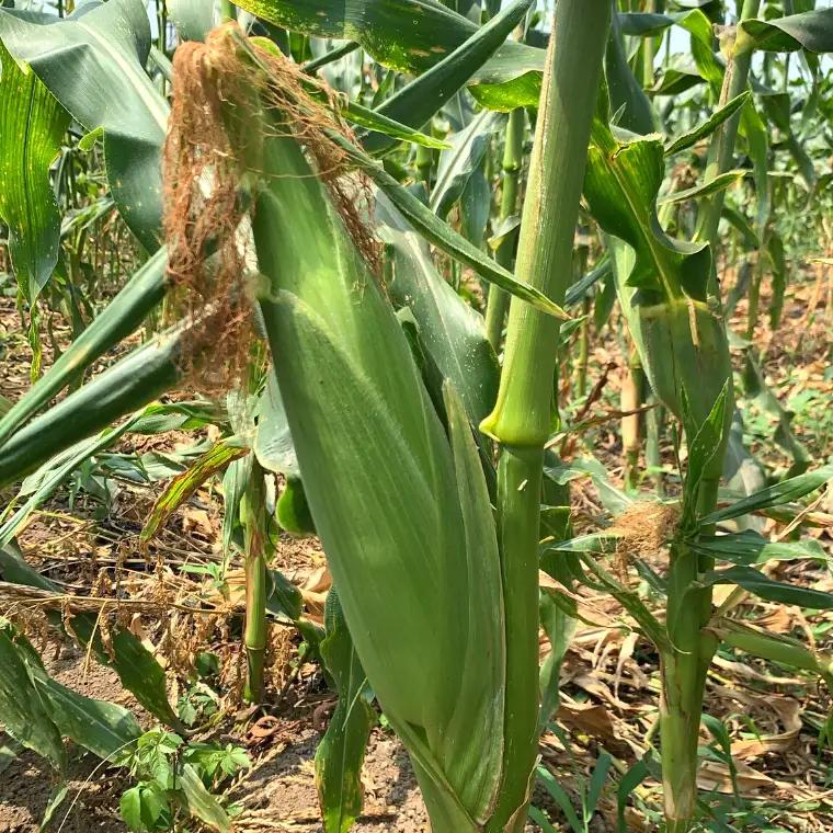 とうもろこし おおもの 6kg 訳あり 農家直送 朝採り【 先行予約2027年7月中旬発送】