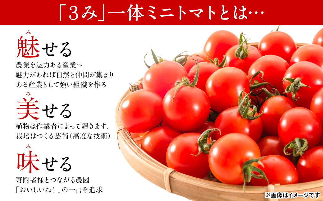 魅せる・美せる・味せる！「３み」一体ミニトマト！ 八代市産 トマト ミニトマト 約3kg 野菜 とまと 熊本県 八代市
