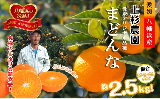 こんな柑橘はじめて!!上杉農園のぷるぷる新食感!!「まどんな」約2.5kg＜D39-67＞【1619931】 YWTF042