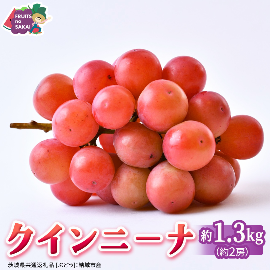 クインニーナ 約1.3kg（約2房） 【2026年8月より発送開始】 （茨城県共通返礼品 [ぶどう]：結城市産） ぶどう ブドウ 葡萄 クインニーナ 種なし 皮ごと 高級 国産 ふるさと納税 [FC1