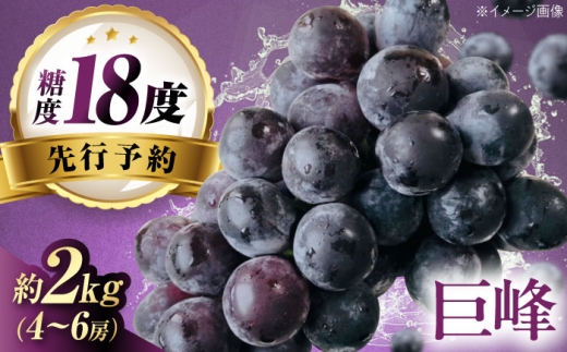 【先行予約】巨峰 約2kg1箱（4房～6房）/ 巨峰 ぶどう ブドウ 葡萄 愛媛県 愛媛 内子町 フルーツ 果物 送料無料 美味しい おすすめ 人気 特産品 四国 国産 【有限会社ふじブドウ園】 [BKCW003]