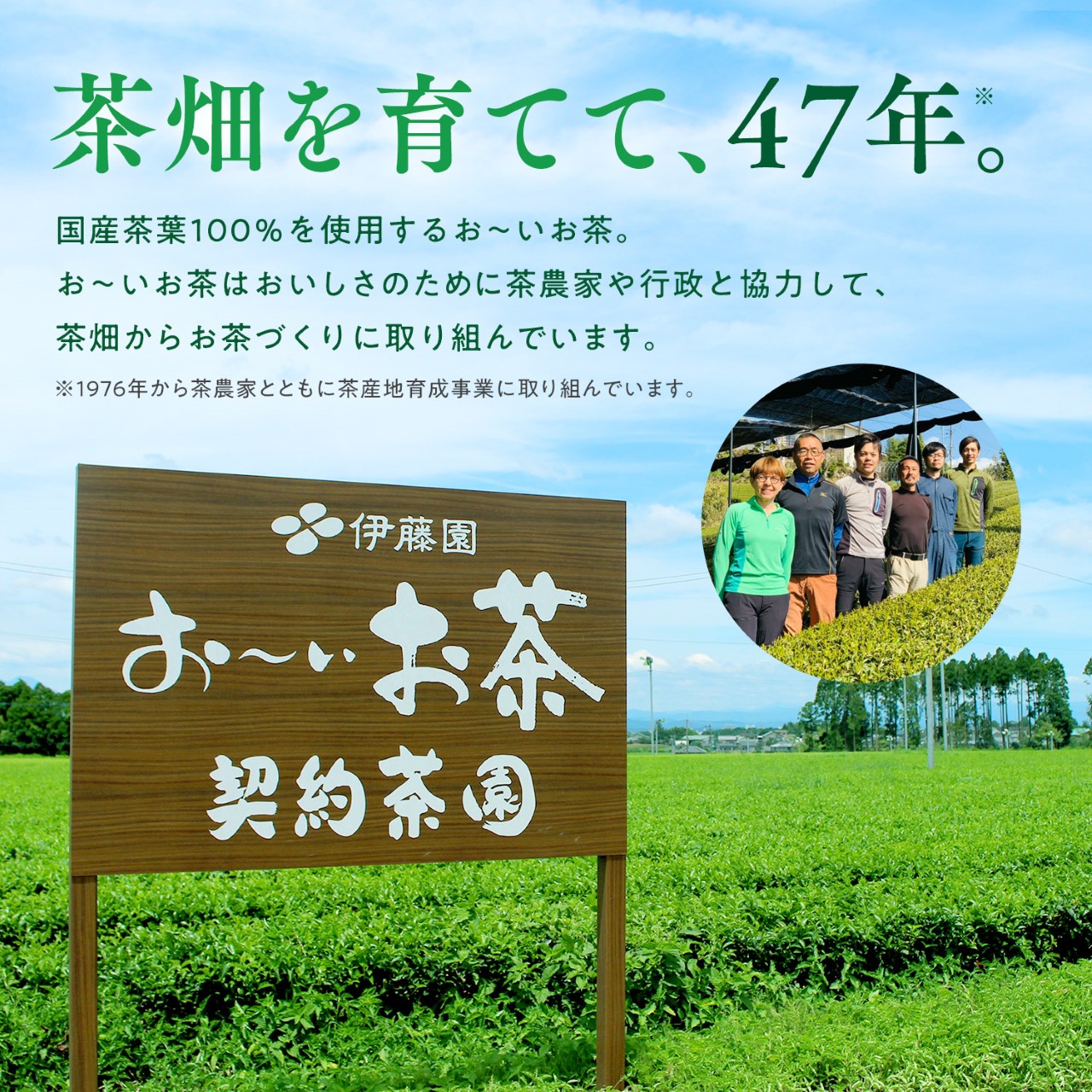 おーいお茶 ペットボトル お茶 伊藤園 緑茶 345ml × 24本 定期便 3回 茶 おちゃ 飲料 飲み物 定番 人気 おすすめ 送料無料