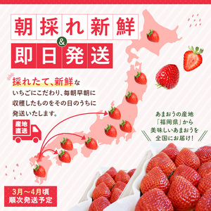 福岡県産あまおういちご　約280g以上×2パック（大粒）【3月～4月発送】 _ いちご あまおう 大粒 2パック 宇佐川農園 果物 フルーツ みずみずしい ジューシー 甘味 酸味 濃厚 ストロベリー 