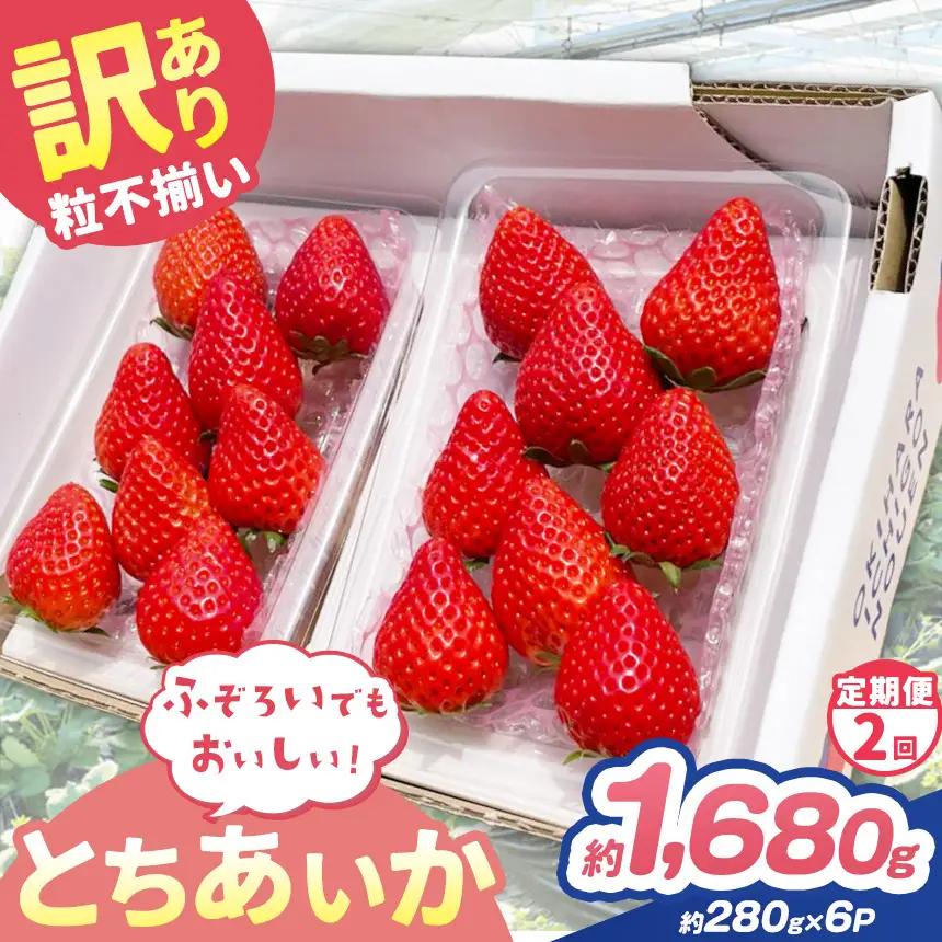 【定期便2回】訳あり 粒不揃い とちあいか  1,680g (280g×6P) | 栃木県 矢板市 澳原いちご農園
