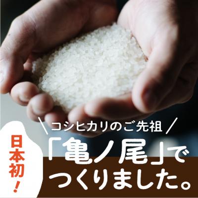 ふるさと納税 庄内町 山形庄内かめこめプロジェクト 亀の尾せんべい 80g×12袋 つぶつぶ食感 煎餅 米菓 おやつ |  | 02