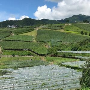 あの、牧丘の巨峰　1.8kg【配送不可地域：離島】【1329233】