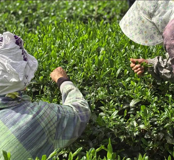 【手摘み茶】 浅蒸し さえみどり 50g 緑茶 日本茶 藤枝市 静岡県