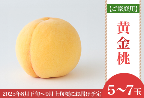 【ご家庭用】岡山県産 黄金桃 5～7玉【2026年8月下旬頃から順次発送】