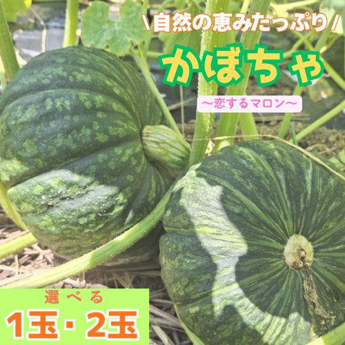 【ふるさと納税】高知の自然の恵みたっぷりこだわりかぼちゃ【恋するマロン】 お野菜 季節 カボチャ 南瓜 1個/2個 旬 新鮮 産地直送 露地 やさい おいしい 自然 旬の野菜 /高知県奈半利町