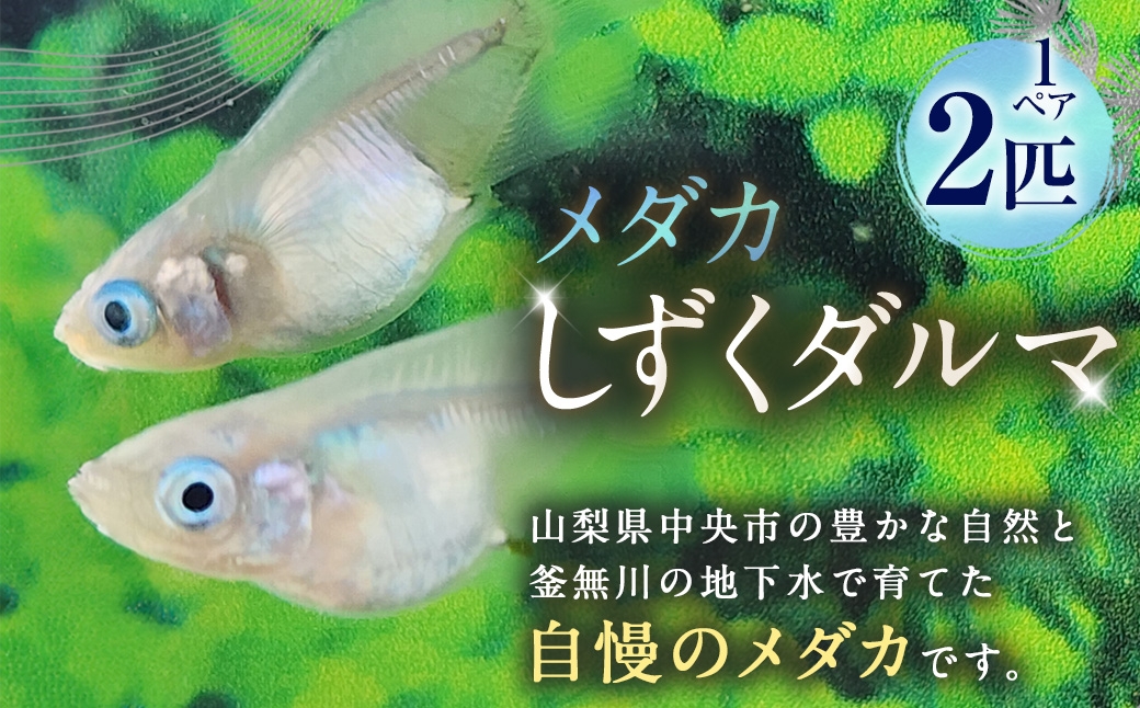 
                  メダカ 【 しずくダルマ 】 1ペア 2匹 めだか 観賞魚 愛好家 魚 さかな インテリア 鑑賞 育成 飼育 淡水魚 川魚 生き物 生物 初心者
                