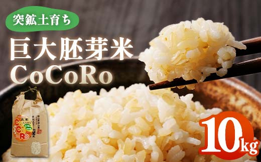 
                  ＜突鉱土育ち＞巨大胚芽米CoCoRo 10kg_ 米 10kg こめ コメ お米 巨大胚芽米 胚芽米 玄米 げんまい 健康米 大容量 食物繊維 ビタミン ご飯 ごはん お弁当 おにぎり 産直 産地直送 国産 岡山県 津山市 送料無料 【1361993】
                