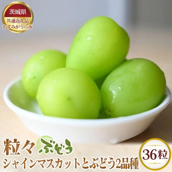 【先行予約】粒々ぶどう36粒　シャインマスカットとぶどう2品種【茨城県共通返礼品 かすみがうら市】 No.314