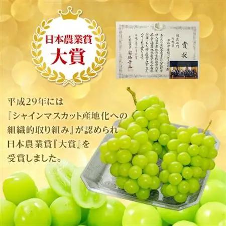 【発送月固定定期便】〈2026年発送〉シャインマスカット2房1kg以上　JA中野市から直送全2回【配送不可地域：離島】【4059319】