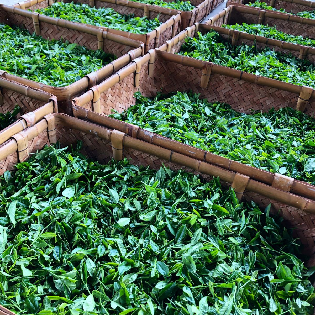狭山茶 緑茶ティーバッグ 3袋セット | 埼玉県 所沢市 茶 お茶 日本茶 緑茶 かぶせ茶 粉茶 一番茶 ティーバッグ 濃厚 コク 香り 風味 まろやか 美味しい おすすめ ギフト お土産 プレゼント