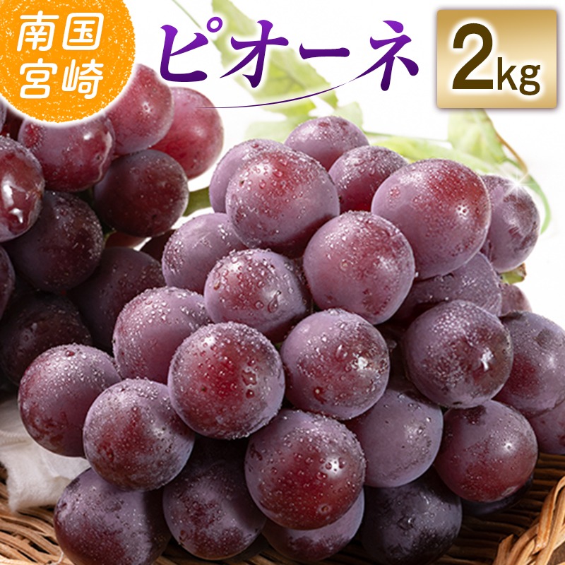【令和8年発送 先行予約】小林市産 ピオーネ 2kg（ぶどう ブドウ ピオーネ フルーツ 果物 くだもの 先行受付 限定）【令和8年発送 先行予約】小林市産 ピオーネ 2kg（ぶどう ブドウ ピオーネ フルーツ 果物 くだもの 先行受付 限定）