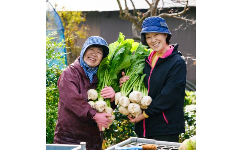 和食に合う粒マスタード40g×5本 調味料 マスタード スパイス 若狭町