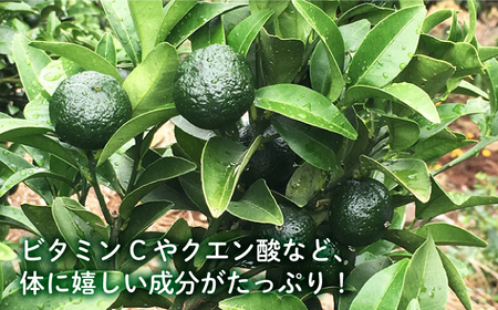 【TVで話題！】【☆先行予約☆】 青切り シークワーサー 約5kg＜広津農園＞ [CBN015]