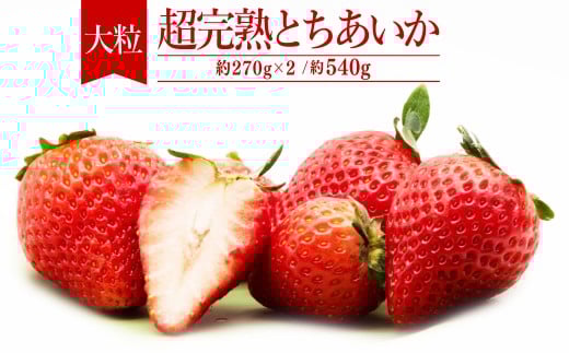 【先行受付：2月以降発送】いちご「茂木完熟いちご」　篠崎さんが育てた 朝どれ とちあいか 大粒 約270g×2パック 合計 約540g | いちご イチゴ 苺 とちあいか 完熟 果物 フルーツ くだもの 旬 産地直送 栃木県産 篠崎いちご園 栃木県 茂木町