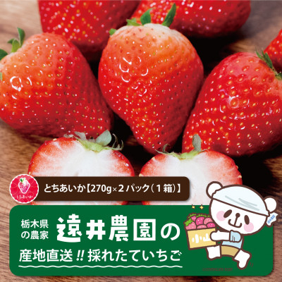 
            産地直送!!栃木県遠井農園の美味しいとちあいか＜270g×2パック(1箱)＞【1518940】
          