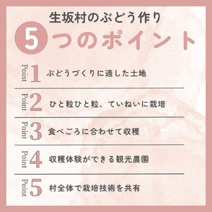 ティアーズレッド　おまかせぶどう詰め合わせ（2から3房）|ぶどう