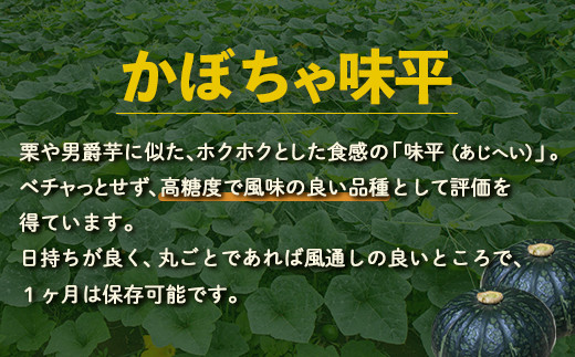 北海道 豊浦産 かぼちゃ 味平 約20kg 10～14玉入り【2026年9月下旬以降順次発送】