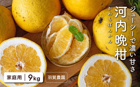 羽賀農園 河内晩柑9kg（家庭用）【高知県宿毛市小筑紫町田ノ浦産】 柑橘 柑橘