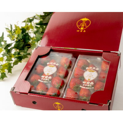 【ふるさと納税】【産直】完熟よつぼし『四重奏』　愛知県みよし市　2パック(約500g)【配送不可地域：離島・北海道・沖縄県】【1284656】