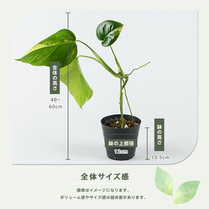 2026年4月上旬～発送【観葉植物】モンステラ・オーレア 40cm～60cm(JAいぶすき/042-2024) 観葉植物 植物 グリーン 鉢 おしゃれ 大型 インテリア 室内 開店祝い 新築祝い 引越