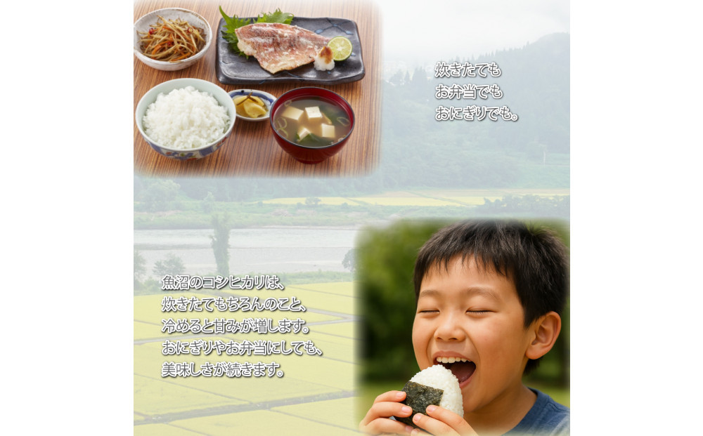 令和7年産 新潟県 魚沼産 無洗米 コシヒカリ2kg 精米 一等米  天糧