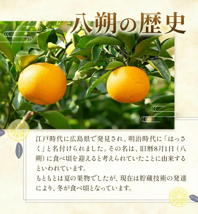 八朔 約10kg (約30玉前後) 農園誉 はっさく