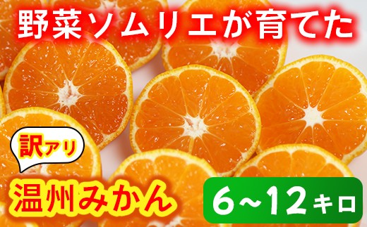 【訳あり・規格外品】野菜ソムリエ石児さんの「温州みかん 約10kg」＜05-A0082＞