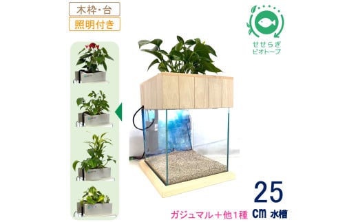 せせらぎビオトープ　25cm型照明+木枠台セット（ガジュマル＋他1種）