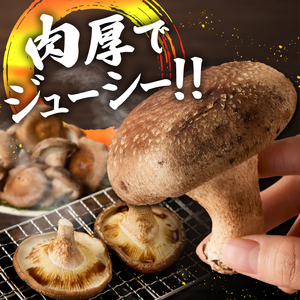 『大国しいたけ』菌床しいたけ　1kg 厳選 高級 椎茸 きのこ 肉厚 ジューシー 新鮮 山梨県産 北杜市産 [h122]