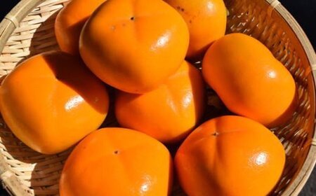 【秋の味覚】和歌山産たねなし柿2L～4Lサイズ約4kg（化粧箱入り）【2026年10月上旬～2026年11月上旬頃に順次発送いたします。】【TM192】【tec409A】