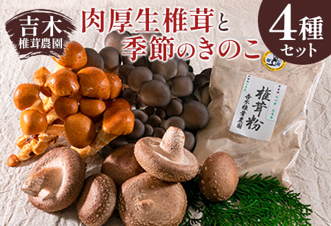 きのこ 椎茸 肉厚生椎茸 季節のきのこセット 吉木椎茸農園