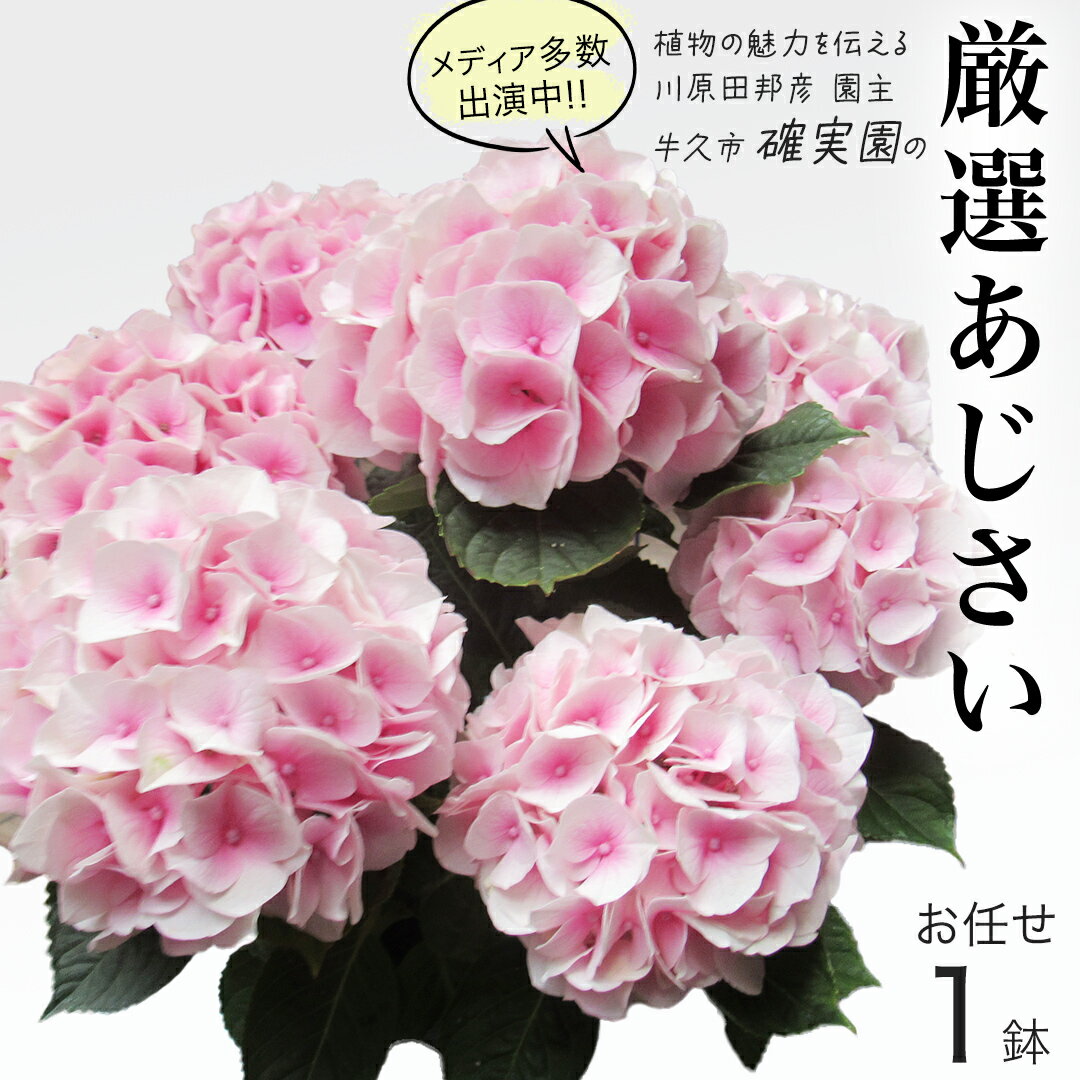 【ふるさと納税】≪先行予約≫アジサイ 【 おまかせ 1点 】【2026年4月上旬頃より発送開始】 植物 花 インテリア フラワー 紫陽花 お花 園芸 初夏 梅雨 ガーデニング