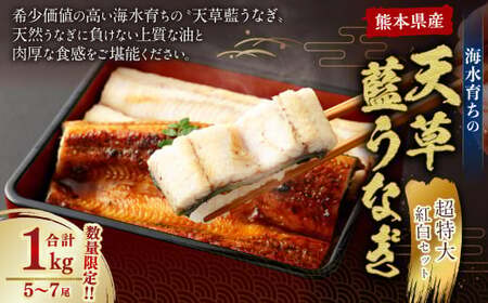  【ミシュラン1つ星店 採用】うなぎ 数量限定!! 海水育ちの天草藍うなぎ 超特大 紅白 5～7尾 セット【合計約1kg】 天草藍うなぎ 天草うなぎ 国産うなぎ 熊本県産うなぎ